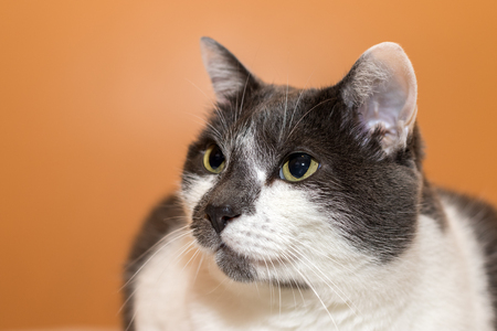 gray and white cat portrait isolated on orabge backgroundの写真素材