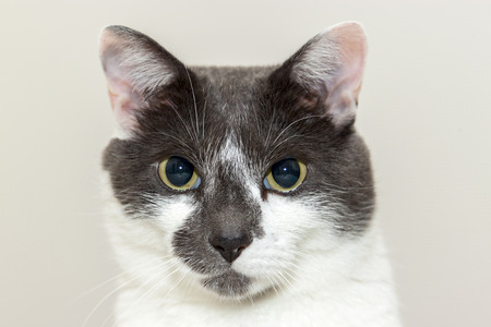 gray and white cat portrait isolated on white backgroundの写真素材