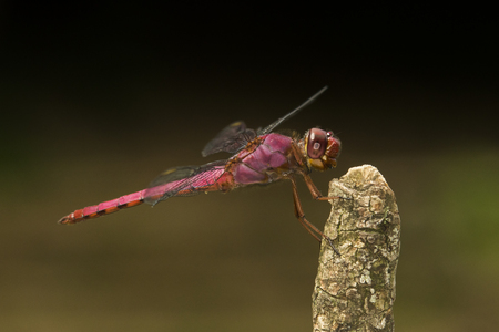 red dragonfly on stickの写真素材