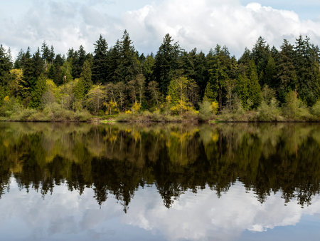 trees reflecting in the lost lagoon at stanley park in vancouverの写真素材