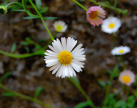 WHITE FLOWER IN THE GARDEN