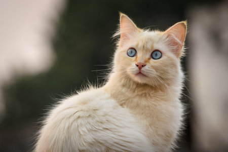 Young white cat on the roof, staring with her big blue eyes