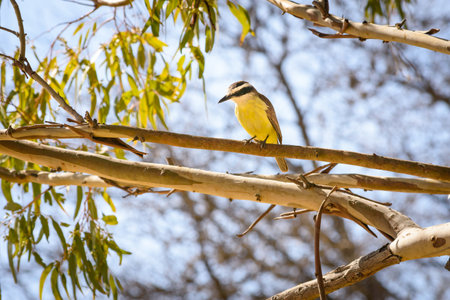 Yellow bird over the treesの写真素材