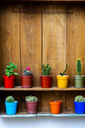 Miniature cactus and succulents on wooden ledgeの写真素材