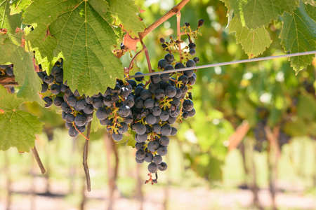 Bunch of red organic grapes on its vine. Vineyards in Mendoza.の写真素材