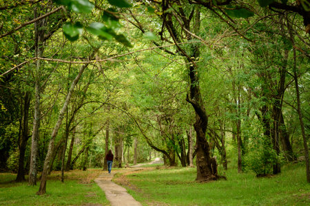 Path in the forest in spring with woman walking in the background. Villa Amancay, Cordoba, Argentina.の写真素材