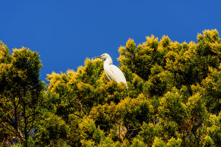White heron perched on green and yellow tree. Fantastic scene with deep blue skyの写真素材