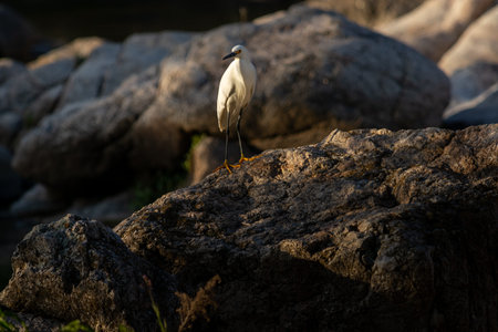 White heron in calm attitude on the rocks. Wild birds in nature.