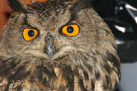 wounded rescued owl eyes yellowの写真素材