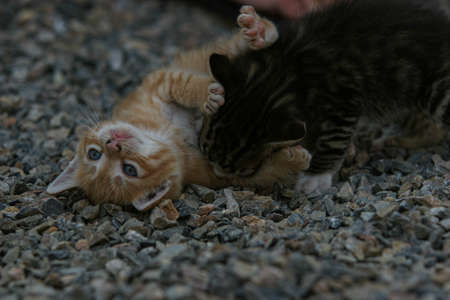 little cat playing in gardenの写真素材