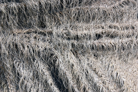 Straw to manufacture umbrellas