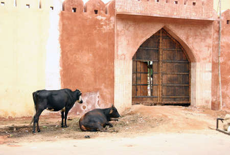 Cows in Varanasiの写真素材