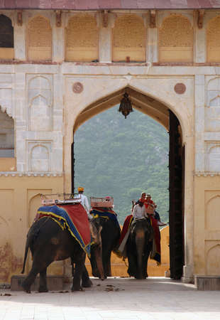Elephants with tourists in a strong Amberの写真素材