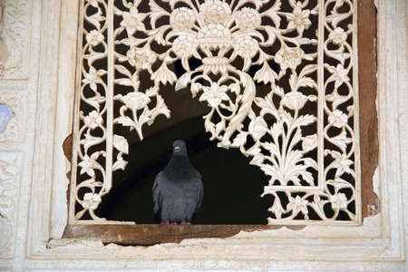 Dove inn in a broken windowの写真素材