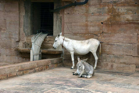 Donkeys  in a corner of a city in Indiaの写真素材
