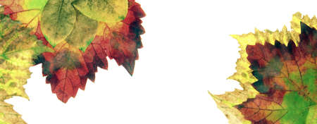 Pictures of dried leaves for texturesの写真素材