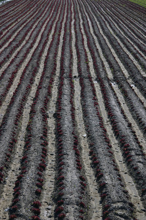 Photograph of detail of the fields sown