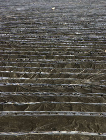 Photograph of detail of the fields sownの写真素材