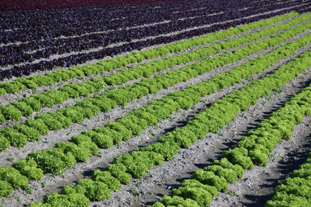 Photograph of detail of the fields sownの写真素材