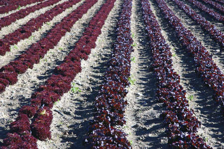 Photograph of detail of the fields sownの写真素材