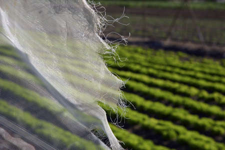 Photograph of detail of the fields sownの写真素材