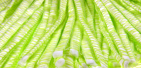 Articles for cleaning, mop, sponge, broomの写真素材