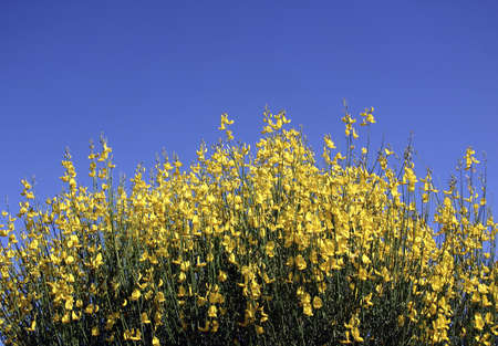 Flowers with blue sky background in the springの写真素材