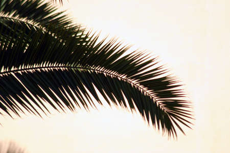 Silhouette of palm leaves on a light backgroundの写真素材