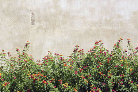 Garden and Block wall texture of natural stoneの写真素材