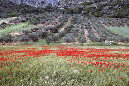 Field of Poppies (Papaver rhoeas) in spring in Andaluciaの写真素材
