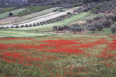 Field of Poppies (Papaver rhoeas) in spring in Andaluciaの写真素材