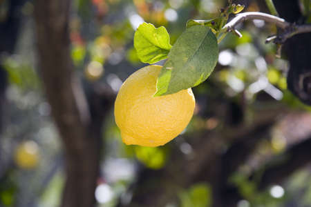 A single lemon on a tree branch before harvestingの写真素材