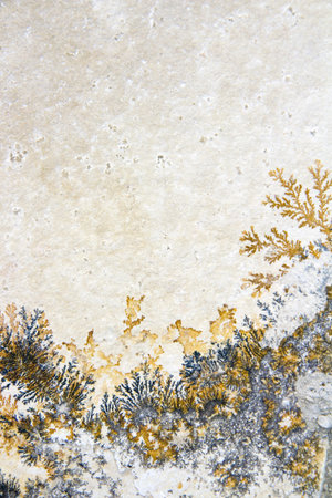 Fractal drawing stone with branches and plants