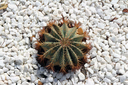 A cactus plant on white stones surfaceの写真素材