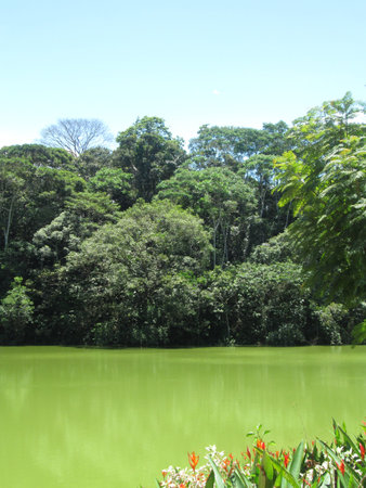 paisaje amazÃ³nico de Colombiaの写真素材