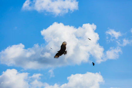 The Black Vulture is a scavenger bird with dark plumage and a bare head, known for its wide, silent flight. It cleans the ecosystem by consuming carrion.の写真素材