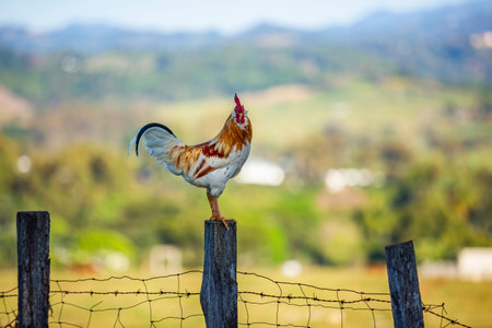 Creole roosters are hardy birds, well-adapted to the rural environments of Mexico and Latin America. They are known for their resilience.の写真素材