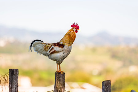 Creole roosters are hardy birds, well-adapted to the rural environments of Mexico and Latin America. They are known for their resilience.の写真素材