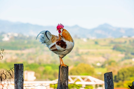 Creole roosters are hardy birds, well-adapted to the rural environments of Mexico and Latin America. They are known for their resilience.の写真素材