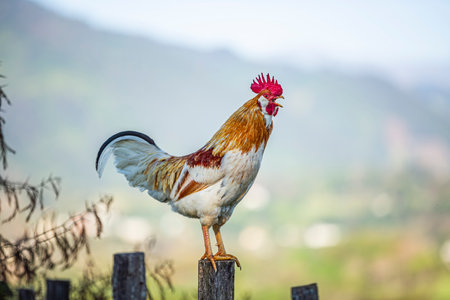 Creole roosters are hardy birds, well-adapted to the rural environments of Mexico and Latin America. They are known for their resilience.の写真素材