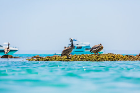 Pelicans on Espiritu Santo Island, Baja California Sur, Mexicoの写真素材