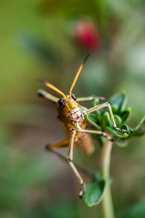 The lubber grasshopper (Romalea microptera) is a large, flightless, brightly colored (yellow, orange, and black) grasshopper species common in the southeastern United States.の写真素材