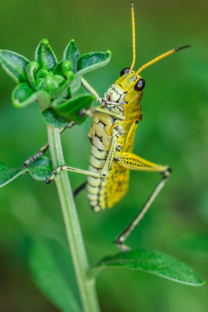 The lubber grasshopper (Romalea microptera) is a large, flightless, brightly colored (yellow,...