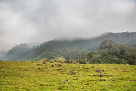 Cloud forest in Xico, Veracruz, Mexico.