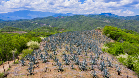 Agave Landscape, Oaxaca, Mexico. Against a horizon of rolling mountains and clear skies, a vast field of agaves spreads out in perfect rows.の写真素材