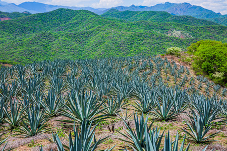 Agave Landscape, Oaxaca, Mexico. Against a horizon of rolling mountains and clear skies, a vast field of agaves spreads out in perfect rows.の写真素材