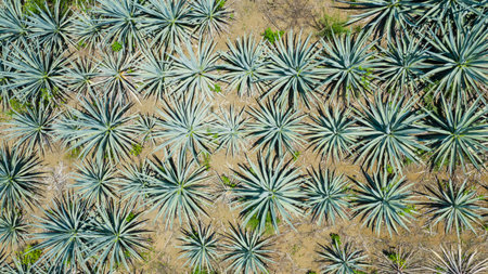 Agave Landscape, Oaxaca, Mexico. Against a horizon of rolling mountains and clear skies, a vast field of agaves spreads out in perfect rows.の写真素材