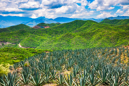 Agave Landscape, Oaxaca, Mexico. Against a horizon of rolling mountains and clear skies, a vast field of agaves spreads out in perfect rows.の写真素材