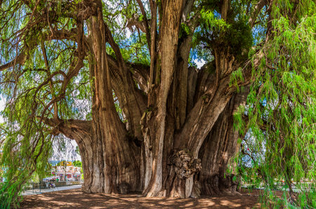 Tule Tree, Santa MarÃ­a del Tule, Oaxaca, Mexico. It is a majestic ahuehuete (Taxodium mucronatum)...