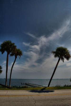 Three palm trees along the Atlantic coast of Floridaの写真素材